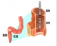 肛门是什么东西?
