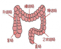 健康“肠”识，你都知道吗?