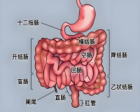 良好的生活习惯，呵护肠道?